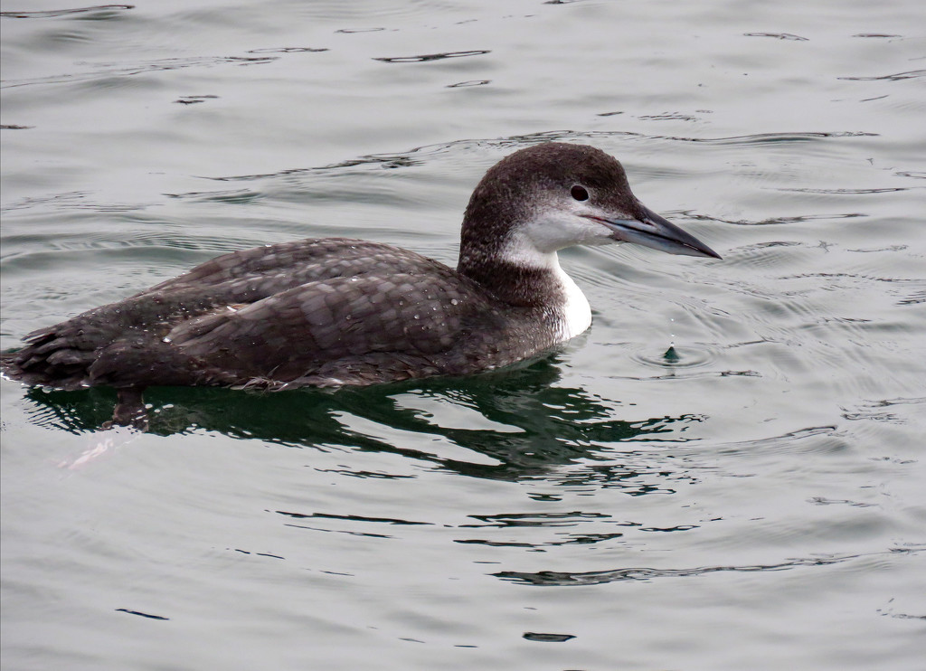 Common Loon by kathyo