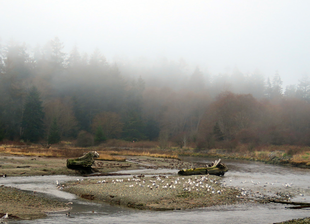 Fog in the Estuary by kathyo