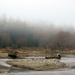 Fog in the Estuary by kathyo