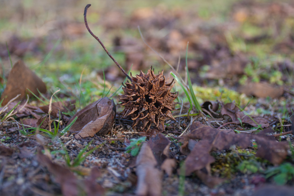 Sweet gum ball... by thewatersphotos