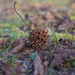 Sweet gum ball... by thewatersphotos