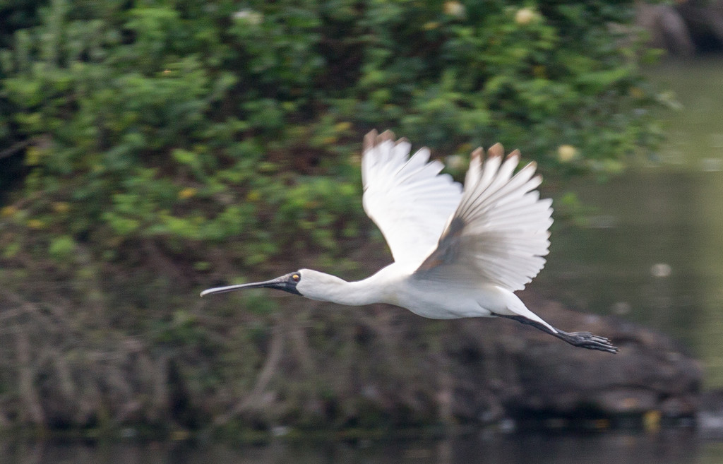 I think this is a Royal spoonbill by creative_shots