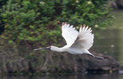 12th Jun 2021 - I think this is a Royal spoonbill