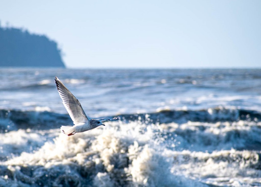 Seagull above the surf  by theredcamera