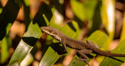 15th Jan 2021 - The Lizard Gettiing a Little Sun!