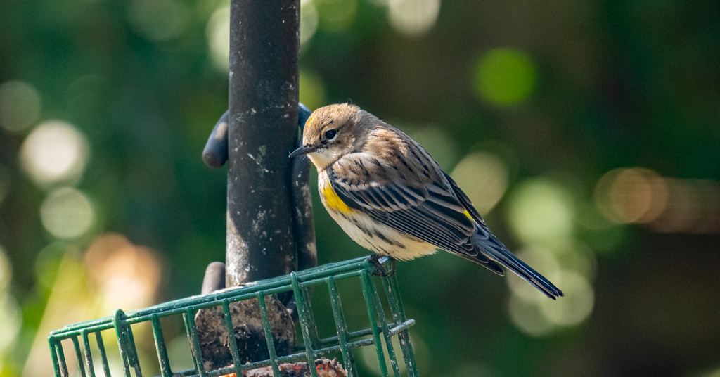 Yellow-rumped Warbler, I Think! by rickster549