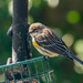 Yellow-rumped Warbler, I Think! by rickster549