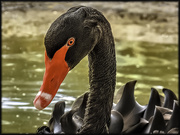 16th Jan 2021 - Black Swan up close