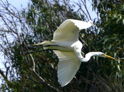 15th Jan 2021 - Great Egret on the Wing