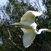 Great Egret on the Wing by redy4et