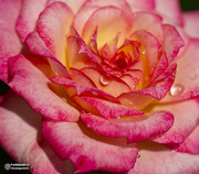 15th Jan 2021 - miniature rose