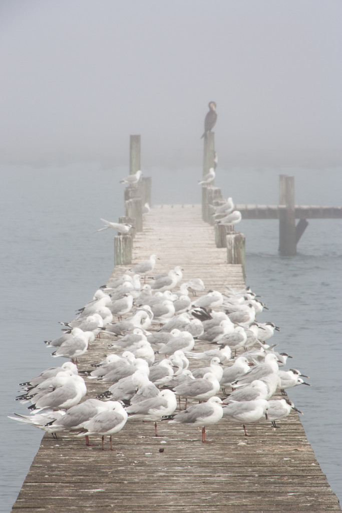 Gulls and Terns in the mist by seacreature