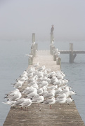 16th Jan 2021 - Gulls and Terns in the mist