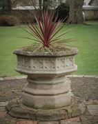 16th Jan 2021 - I liked the 'architectural' feel to this plant and it's container