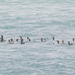 Shags by lifeat60degrees