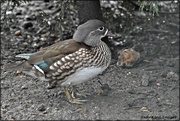 16th Jan 2021 - Anyone know what type of duck this is?