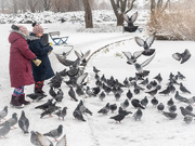16th Jan 2021 - Feeding birds in winter