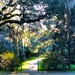 Sunlit path at the state park by congaree