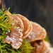 Winter Mushrooms by 0x53