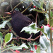 Blackbird by bybri
