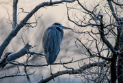 14th Jan 2021 - Blue Heron on Branch