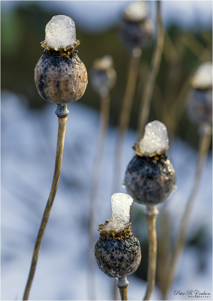 Frozen Poppies by pcoulson