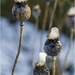 Frozen Poppies by pcoulson