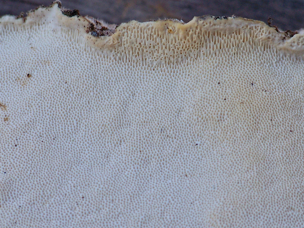 On the flip side of Turkey-tail fungus... by marlboromaam