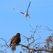 A White-Tailed Kite Harassing a Red Tailed Hawk by markandlinda