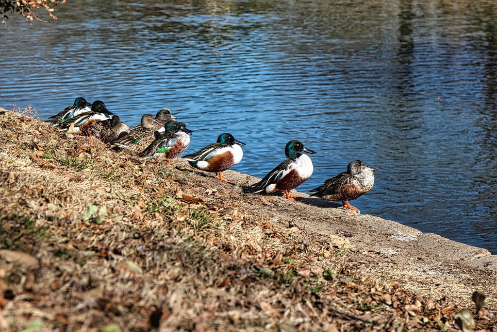 All My Ducks in a Row by judyc57