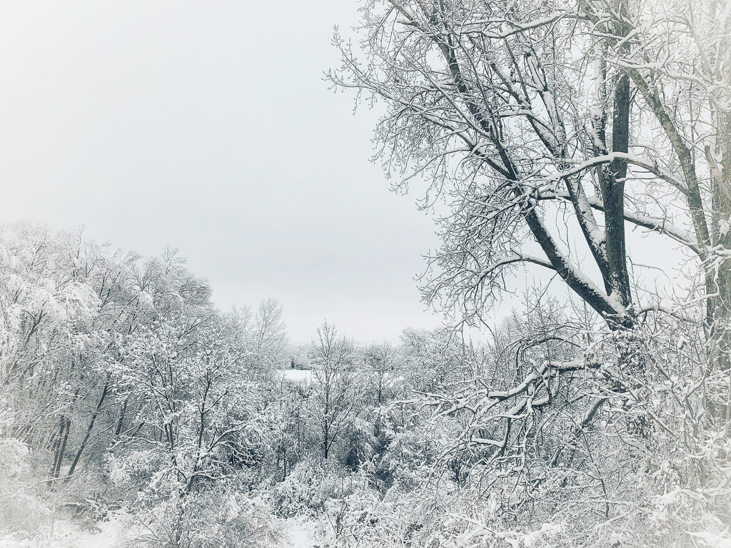 Winter wonderland.  by cocobella
