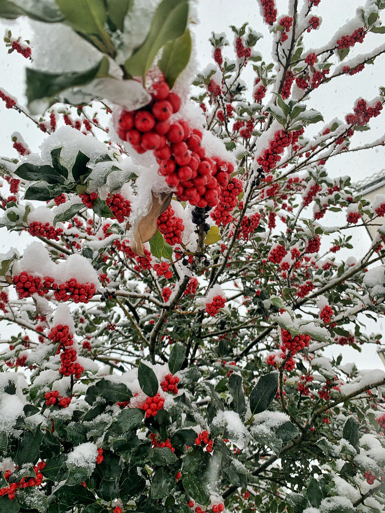 Holly berries.  by cocobella