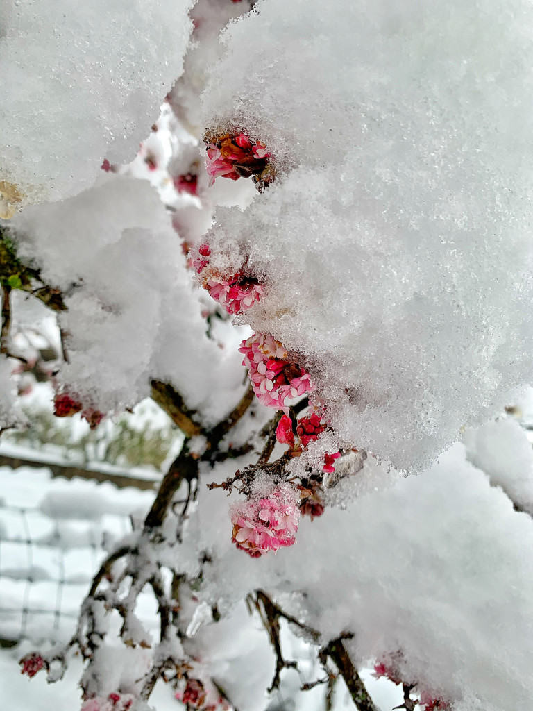 Small flowers and a lot of snow.  by cocobella