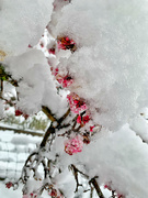 16th Jan 2021 - Small flowers and a lot of snow. 