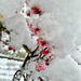 Small flowers and a lot of snow.  by cocobella