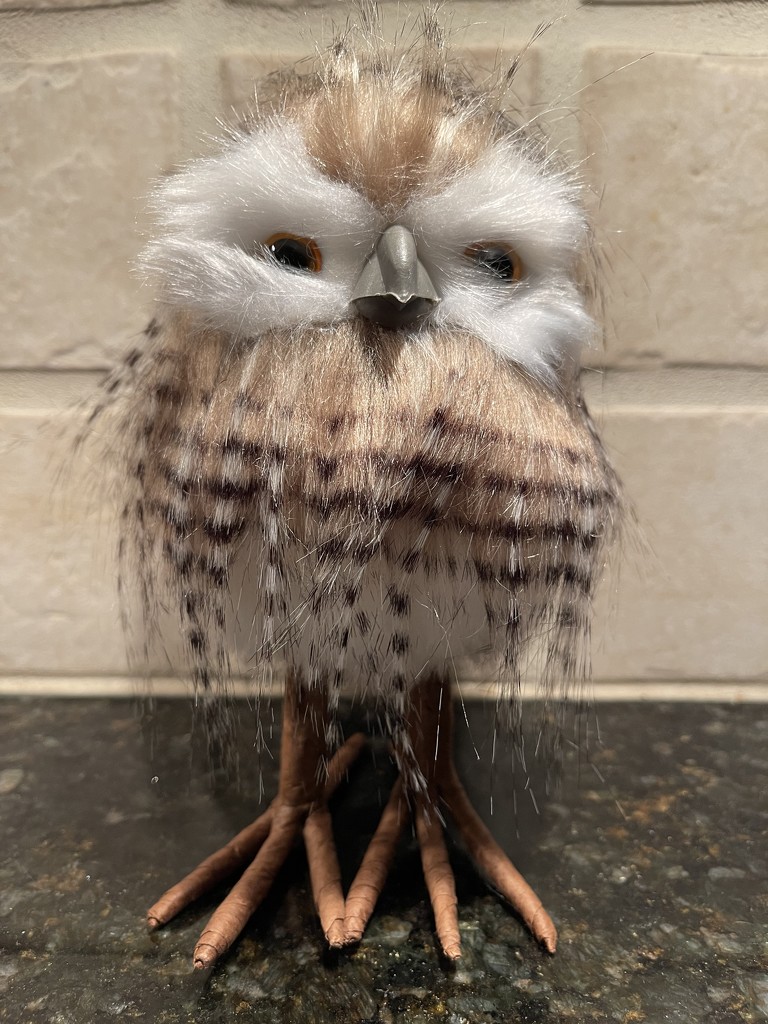 ~Owl~ by crowfan