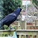 A crow or a rook !! by beryl