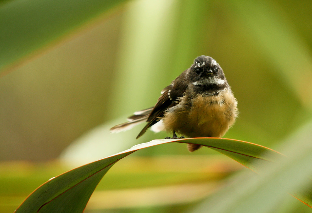 Fantail by helenw2