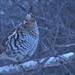 Partridge in a......... tree! by radiogirl