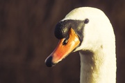 17th Jan 2021 - The Majestic Swan