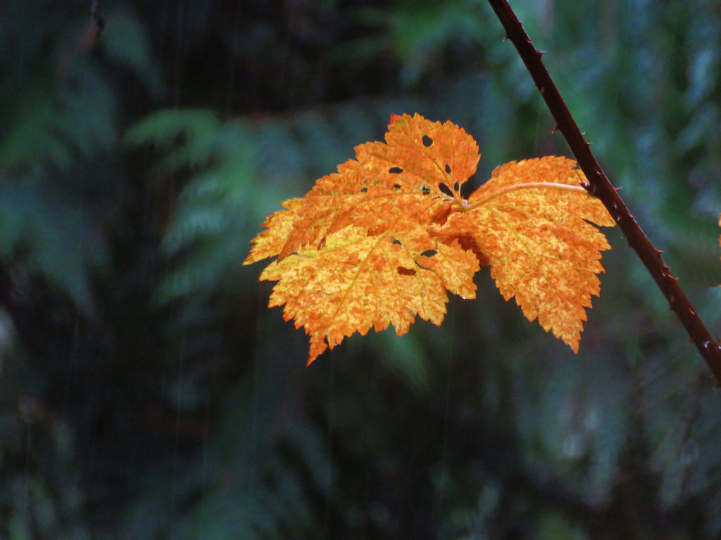 Weathered Winter Leaf by seattlite