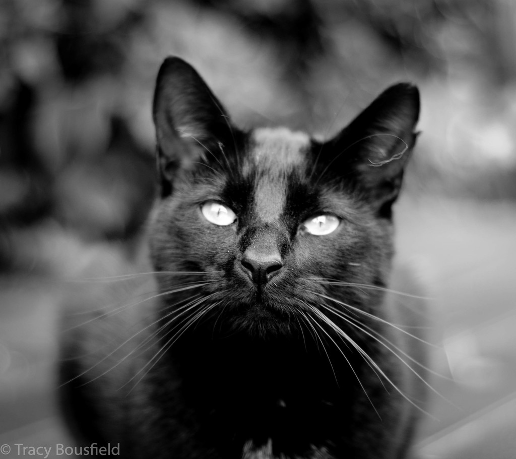 Black Cat by tracybeautychick