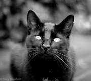 17th Jan 2021 - Black Cat