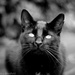 Black Cat by tracybeautychick