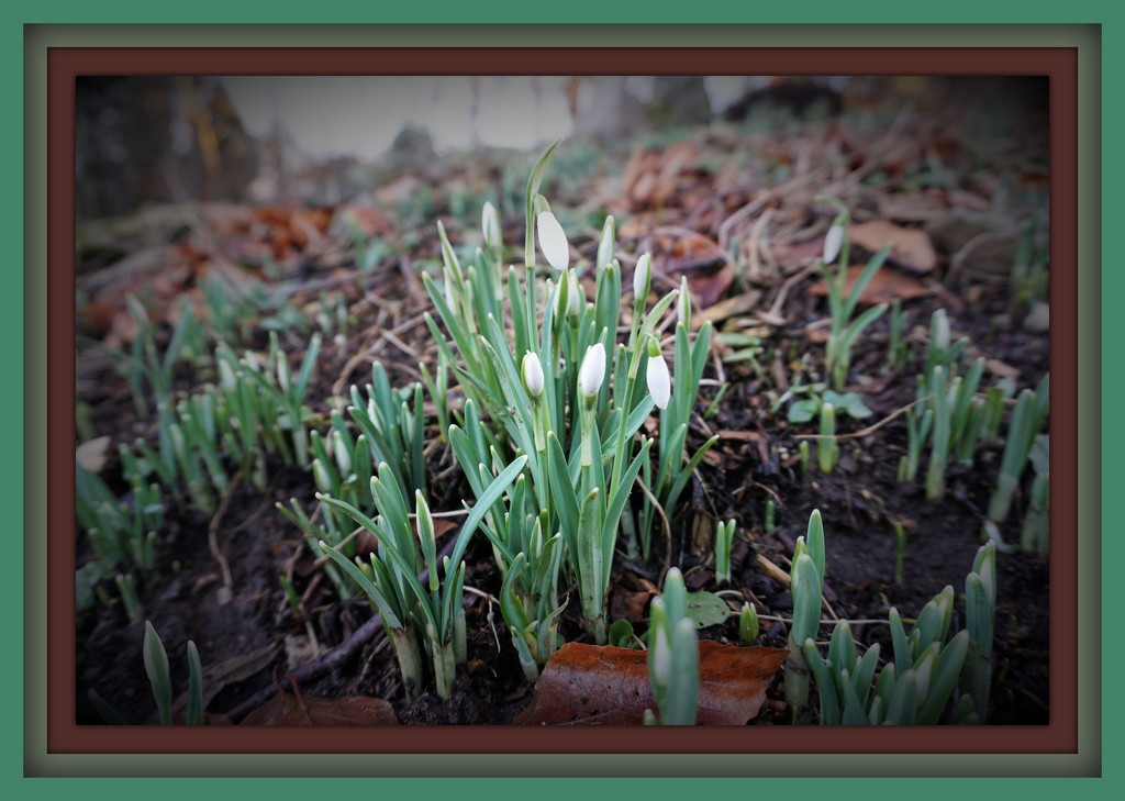 first snowdrops by sarah19