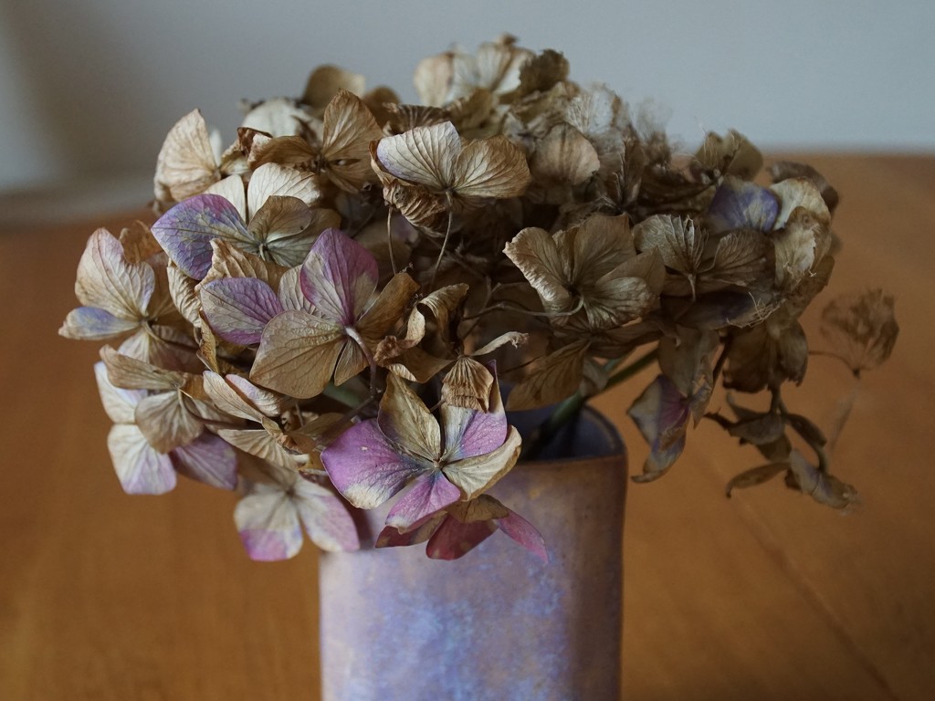 a vase of hydrangea by quietpurplehaze