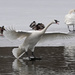 Trumpeter Swan Landing by annepann