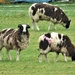 Jacobs sheep by julienne1