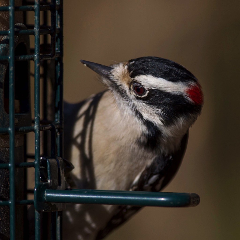 Up close with Mr. Downy Woodpecker by berelaxed
