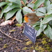 this is a robin by anniesue